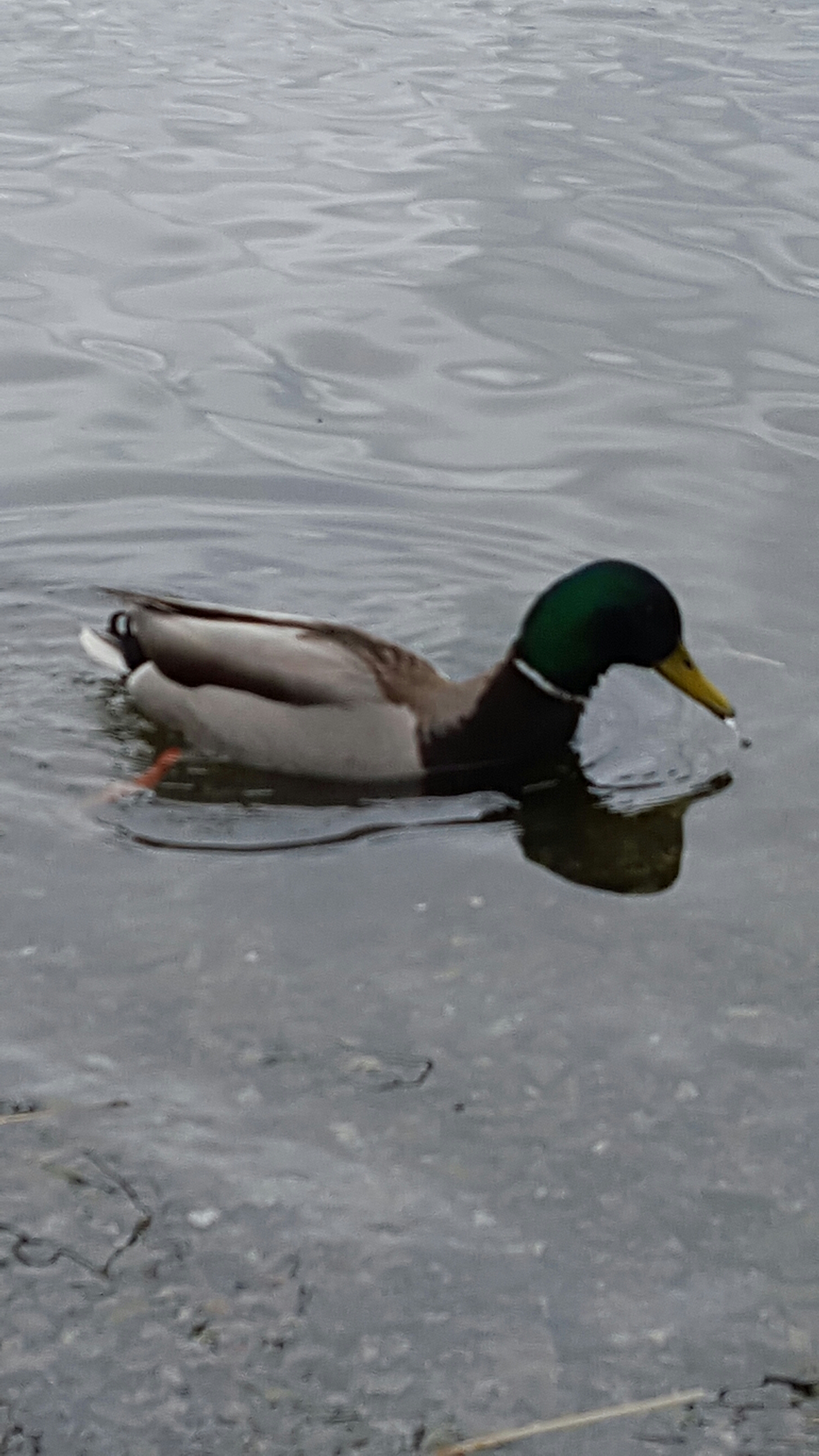 wp-1461901716132 image