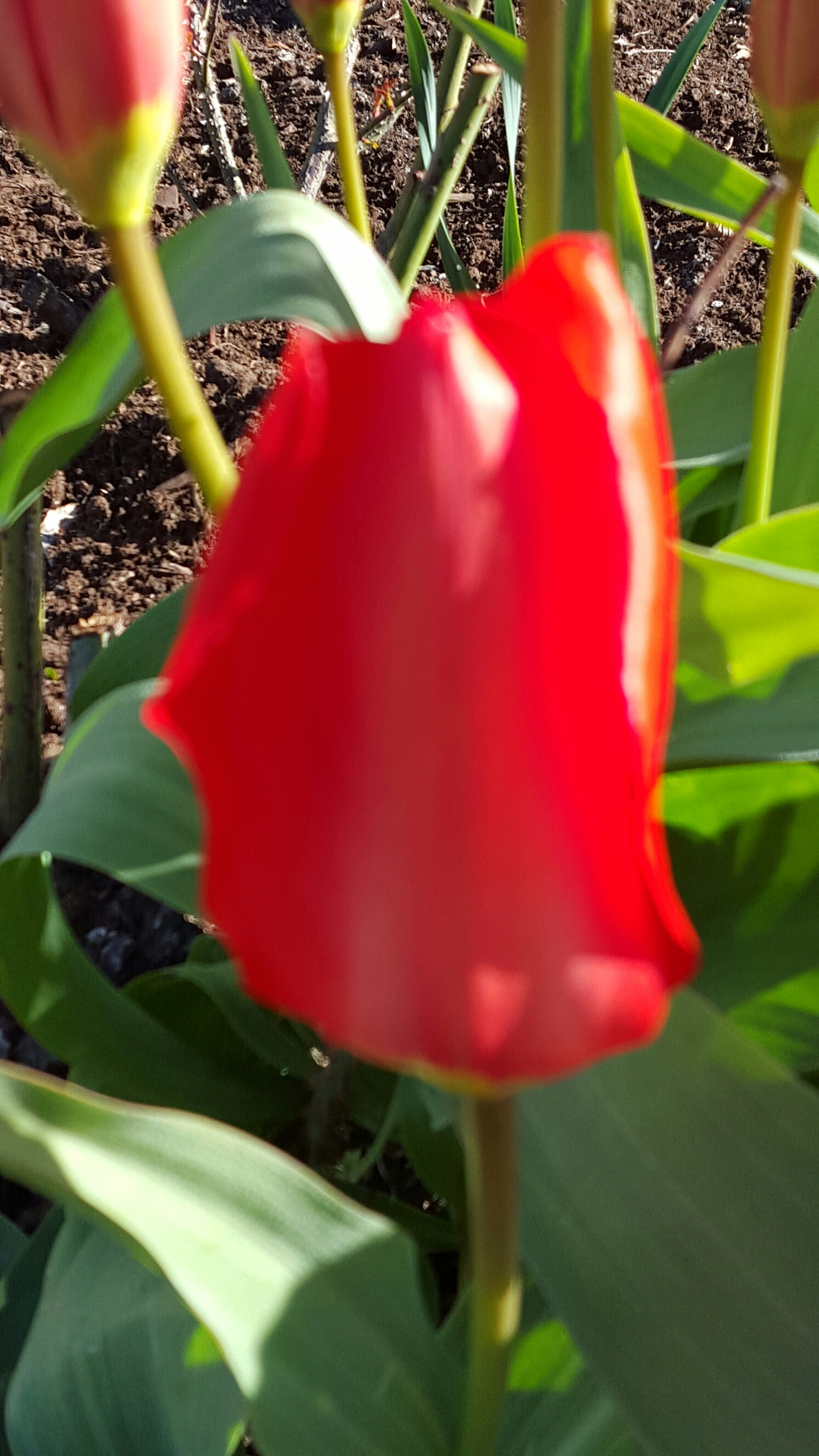 wp-1461995155968 image
